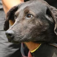 Musco - kinderlieb u. unkompliziert, Hund zur Adoption