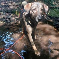 Kassandra auf der Suche nach ihrem Herzensmenschen, Hündin zur Adoption
