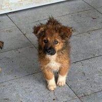 Ronny - rührt ans Herz, Hündin zur Adoption