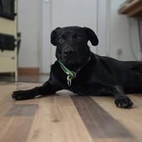 ROBBY treuer Begleiter, beschützend, Hund zur Adoption