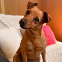 Dolly sucht ihre Menschen, Hündin zur Adoption