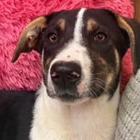 Bonnie sucht ein ruhiges, erfahrenes Zuhause, Hündin zur Adoption