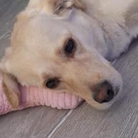 MILEY ca. 6-7 J. sensible Labbimix-Hündin, Hündin zur Adoption