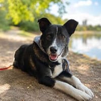 Sarin, stubenreiner Schmusebär, ca. 6-8 Jahre, Hund zur Adoption