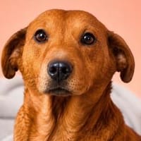 süßer Smee, Hund zur Adoption