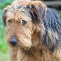 Arin - angenehmer, liebenswerter Rüde, Hund zur Adoption
