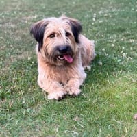 Troll sucht sein Für-immer-Zuhause!, Hund zur Adoption