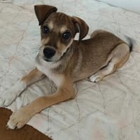 Pinschermix Talya, Hündin zur Adoption
