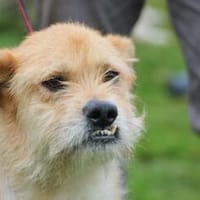 Emel - sehr gemütlich u. verschmust, Hund zur Adoption