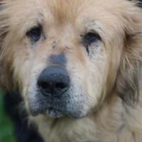 Sami - sehr verschmust u sehr lieb, Hund zur Adoption