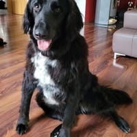 Eros Mix Rüde 2,7 Jahre alt in 78166, Hund zur Adoption