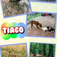 aufgeweckter Welpenjunge Tiago auf PS in 80686, Hund zur Adoption