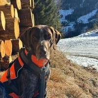 lernwilliger MIKA sucht aktive Menschen, Hund zur Adoption