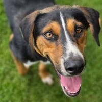 Hundeschatz BILBO, Hund zur Adoption