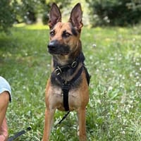 Die liebe Agatha sucht ihr Zuhause, Hündin zur Adoption