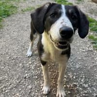 Tash sucht ein freies Körbchen, Hündin zur Adoption