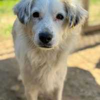 TOURANA - klug und aktiv, Hündin zur Adoption