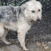 Amigo  55 cm (Pflegestelle), Hund zur Adoption