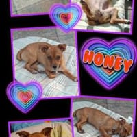 junge liebe kleine Honey auf PS in 91286, Hündin zur Adoption