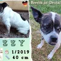 Fröhliche IZZY  bereits in Deutschland, Hündin zur Adoption