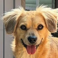 BARLEY-wunderschöner, freundlicher Jung-Rüde, Hund zur Adoption