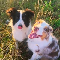 Molly, bezaubernde Border Collie Dame, ca. 4 Jahre, Hündin zur Adoption