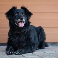 Kuschelfan Odi sucht ein Zuhause, Hund zur Adoption