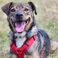 Aktives Zuhause für Tiny Tim gesucht, Hund zur Adoption