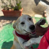 Daniele, Hund zur Adoption