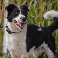 Ice möchte seine Menschen finden, Hund zur Adoption