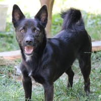 Rudy, Pflegestelle in Hessen, Hund zur Adoption
