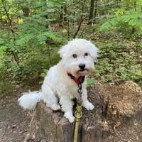 NANCY 3 J. Malteserhündin, Handicap, Hündin zur Adoption
