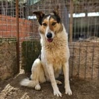 Rula  55 cm (Pflegestelle), Hündin zur Adoption