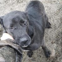 Rani 55 cm (Pflegestelle), Hündin zur Adoption