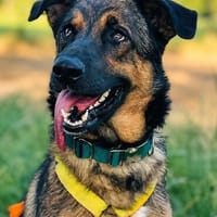 Zauberhafter Sirius wurde ausgesetzt!, Hund zur Adoption
