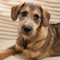 Kairo- ist startklar du auch?, Hund zur Adoption