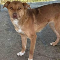 Raisa - Freundlich und Menschenbezogen, Hündin zur Adoption