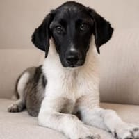 Dora sucht ihr Zuhause, Hündin zur Adoption