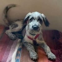 Asher von kettenlos, Hund zur Adoption