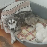 Wilma - genießt Streicheleinheiten, Hündin zur Adoption
