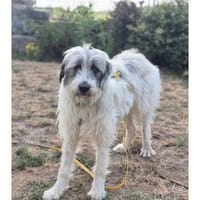 Sassie - wartet in 96160 Geiselwind, Hündin zur Adoption