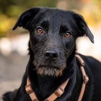 Luca- ist startklar du auch?, Hund zur Adoption