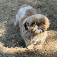 Upsodie CAA15786, chienne à adopter