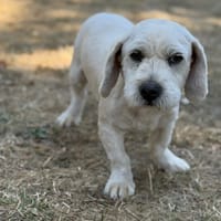 Volt CAA15776, chien à adopter