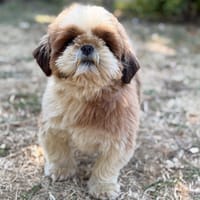 Upilou CAA15783, chienne à adopter