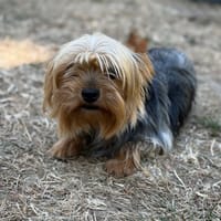 Samie CAA15793, chienne à adopter