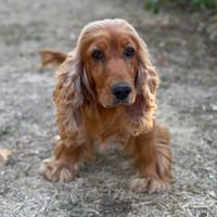 Sublime CAA15766, chienne à adopter