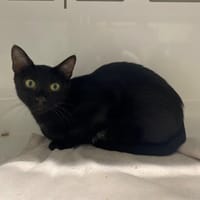 RUSTY, chatte à adopter