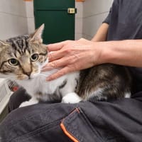 KYOTO, chat à adopter