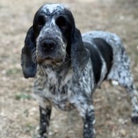 Select CAA15771, chienne à adopter